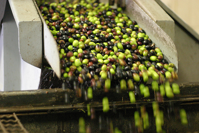 Olive harvest Tuscany in Autumn