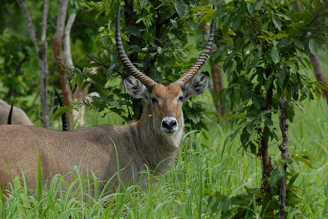 Yankari National Park, Nigeria