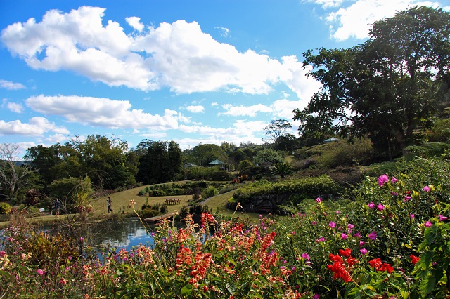 maleny_botanic_gardens