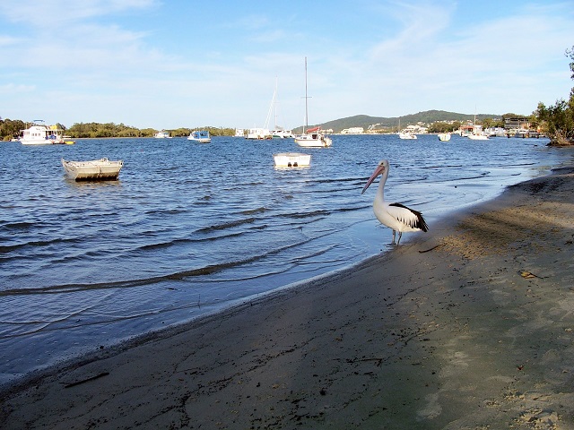 noosa-river