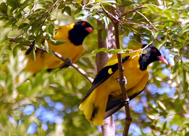 Birding In Sri Lanka