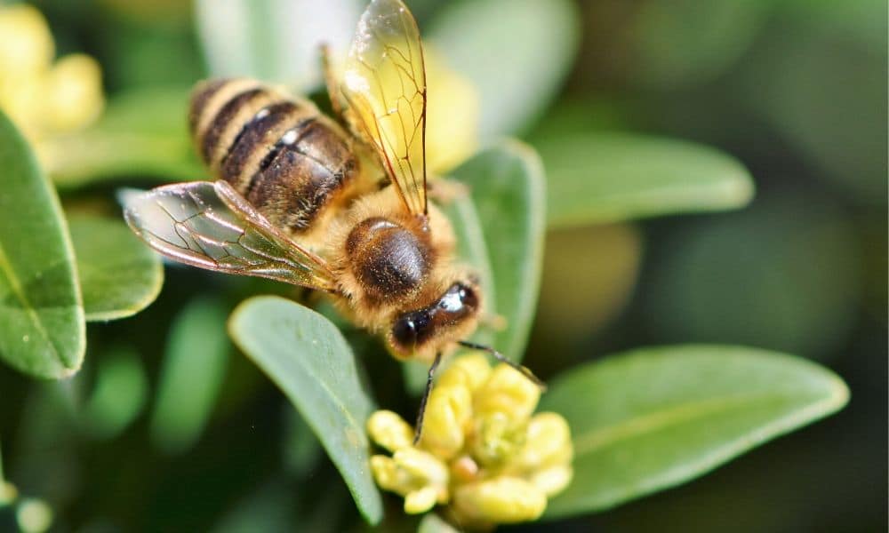 What is the Difference Between Italian and Russian honey bees? - Mountain  Sweet Honey