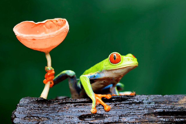 Costa Rica Animals