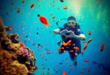 Maldives Scuba Diving