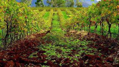 Hunter Valley Wineries