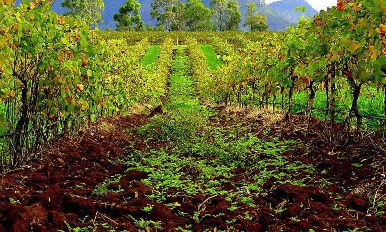 Hunter Valley Wineries