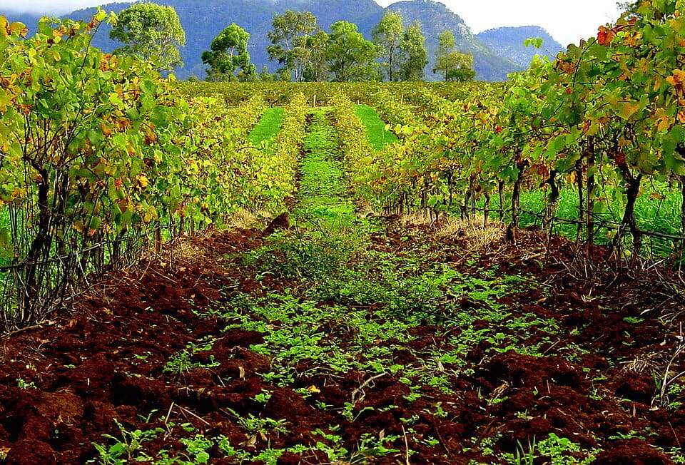 Hunter Valley Wineries